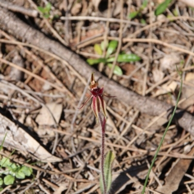 Caladenia actensis (Canberra Spider Orchid) at Downer, ACT - 11 Sep 2020 by petersan