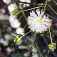 Acacia genistifolia (Early Wattle) at Downer, ACT - 11 Sep 2020 by JaneR