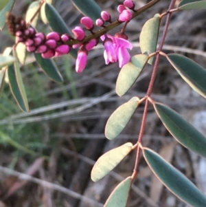 Indigofera australis subsp. australis at Hackett, ACT - 11 Sep 2020 05:27 PM