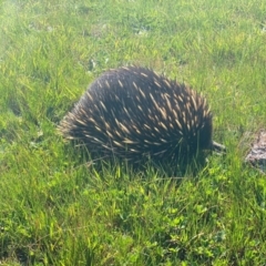 Tachyglossus aculeatus (Short-beaked Echidna) at West Wodonga, VIC - 10 Sep 2020 by MikeF