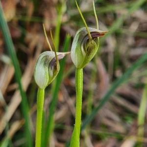 Pterostylis pedunculata at Crace, ACT - suppressed