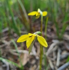 Diuris chryseopsis (Golden Moth) at Kaleen, ACT - 11 Sep 2020 by AaronClausen