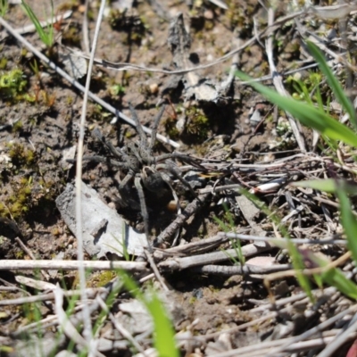 Tasmanicosa sp. (genus) (Tasmanicosa wolf spider) at Cook, ACT - 7 Sep 2020 by Tammy