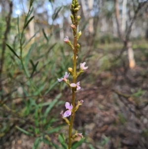 Stylidium graminifolium at Crace, ACT - 11 Sep 2020 11:18 PM