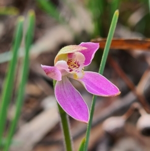 Caladenia carnea at Kaleen, ACT - suppressed