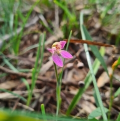 Caladenia carnea at Kaleen, ACT - suppressed