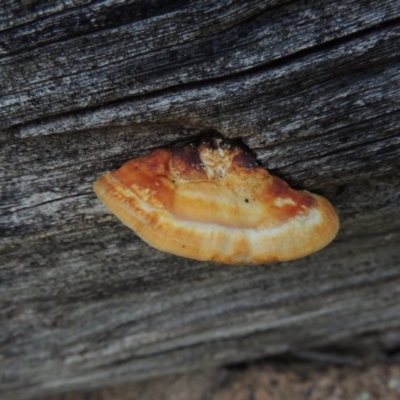 Truncospora ochroleuca at Banks, ACT - 31 Mar 2020 by michaelb