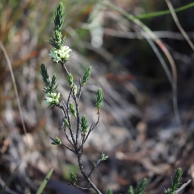 Melichrus urceolatus (Urn Heath) at Cook, ACT - 30 Jul 2020 by Tammy