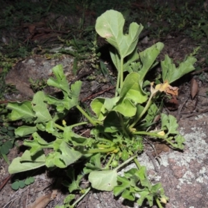 Cucumis myriocarpus at Tuggeranong DC, ACT - 31 Mar 2020