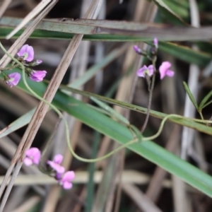 Glycine clandestina at Gundaroo, NSW - 12 Sep 2020 09:41 AM