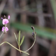 Glycine clandestina at Gundaroo, NSW - 12 Sep 2020