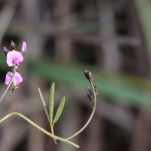 Glycine clandestina at Gundaroo, NSW - 12 Sep 2020