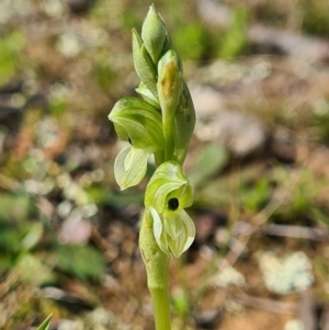 Hymenochilus bicolor (ACT) = Pterostylis bicolor (NSW) at Majura, ACT - 12 Sep 2020