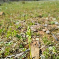 Hymenochilus bicolor (ACT) = Pterostylis bicolor (NSW) at Majura, ACT - suppressed