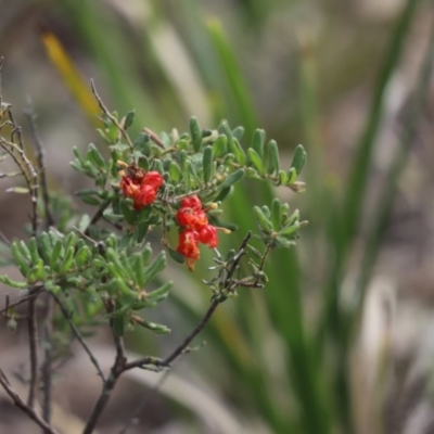 Grevillea alpina (Mountain Grevillea / Cat's Claws Grevillea) at Aranda, ACT - 10 Sep 2020 by Tammy