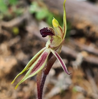 Caladenia actensis (Canberra Spider Orchid) at Majura, ACT by AaronClausen