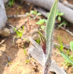 Caladenia actensis at suppressed - 12 Sep 2020