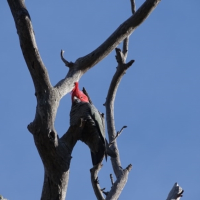 Callocephalon fimbriatum (Gang-gang Cockatoo) at O'Malley, ACT - 12 Sep 2020 by Mike