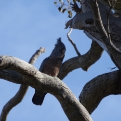 Callocephalon fimbriatum at O'Malley, ACT - 12 Sep 2020