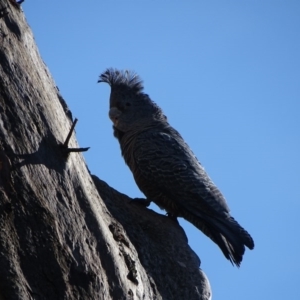 Callocephalon fimbriatum at O'Malley, ACT - 12 Sep 2020