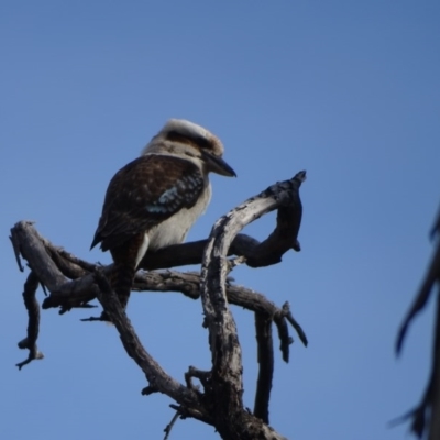 Dacelo novaeguineae (Laughing Kookaburra) at O'Malley, ACT - 11 Sep 2020 by Mike