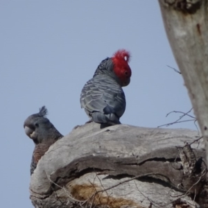 Callocephalon fimbriatum at O'Malley, ACT - 12 Sep 2020