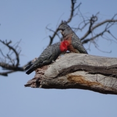 Callocephalon fimbriatum at O'Malley, ACT - 12 Sep 2020