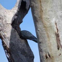 Callocephalon fimbriatum at O'Malley, ACT - suppressed