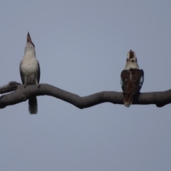 Dacelo novaeguineae (Laughing Kookaburra) at O'Malley, ACT - 11 Sep 2020 by Mike