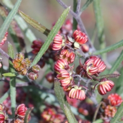 Dodonaea viscosa (Hop Bush) at Spence, ACT - 12 Sep 2020 by ConBoekel