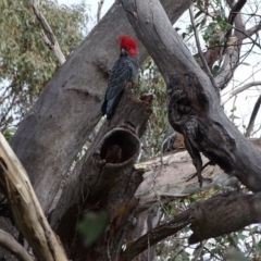 Callocephalon fimbriatum (Gang-gang Cockatoo) at O'Malley, ACT - 11 Sep 2020 by Mike