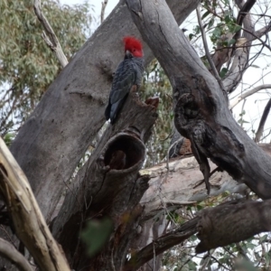 Callocephalon fimbriatum at O'Malley, ACT - suppressed