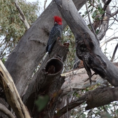 Callocephalon fimbriatum (Gang-gang Cockatoo) at O'Malley, ACT - 11 Sep 2020 by Mike