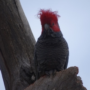 Callocephalon fimbriatum at O'Malley, ACT - 12 Sep 2020