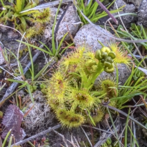 Drosera sp. at Forde, ACT - 10 Sep 2020