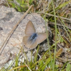 Lampides boeticus (Long-tailed Pea-blue) at Theodore, ACT - 12 Sep 2020 by Owen