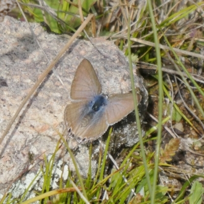 Lampides boeticus (Long-tailed Pea-blue) at Theodore, ACT - 12 Sep 2020 by Owen