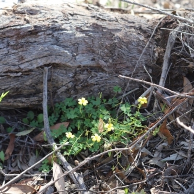 Oxalis exilis (Shady Wood Sorrel) at Holt, ACT - 21 Apr 2020 by Tammy