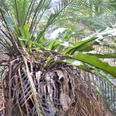 Macrozamia communis (Burrawang) at Barrengarry, NSW - 11 Sep 2020 by plants