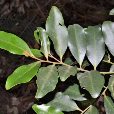 Diospyros australis (Black Plum, Yellow Persimmon, Grey Plum) at Barrengarry, NSW - 11 Sep 2020 by plants