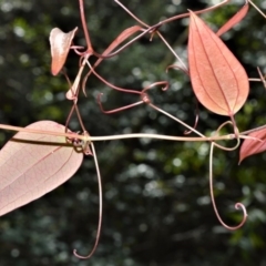 Smilax glyciphylla (Native Sarsaparilla) at Morton National Park - 11 Sep 2020 by plants