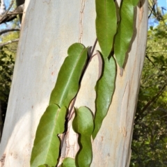 Parsonsia straminea (Common Silkpod) at Fitzroy Falls, NSW - 11 Sep 2020 by plants