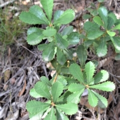 Banksia paludosa (Swamp Banksia) at Morton National Park - 11 Sep 2020 by plants