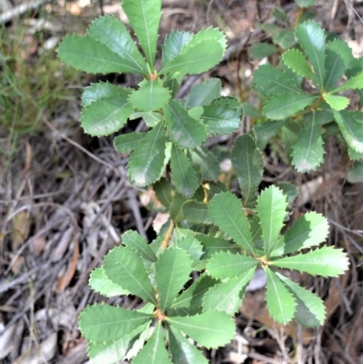 Banksia paludosa (Swamp Banksia) at Morton National Park - 11 Sep 2020 by plants