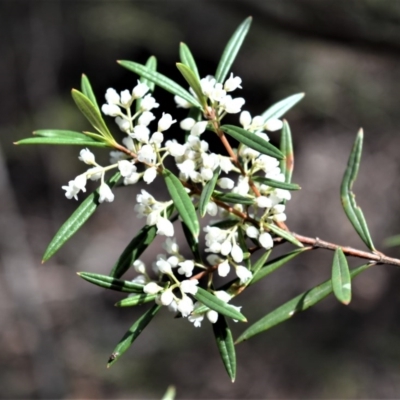 Logania albiflora (Narrow leaf Logania) at Fitzroy Falls, NSW - 11 Sep 2020 by plants