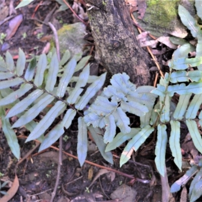 Blechnum wattsii (Hard Water Fern) at Fitzroy Falls, NSW - 11 Sep 2020 by plants