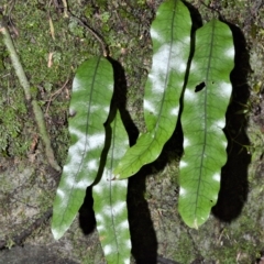 Zealandia pustulata subsp. pustulata (Kangaroo Fern) at Fitzroy Falls - 12 Sep 2020 by plants