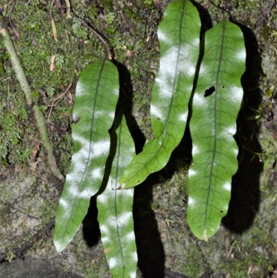 Zealandia pustulata subsp. pustulata (Kangaroo Fern) at Fitzroy Falls - 12 Sep 2020 by plants