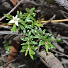 Rhytidosporum procumbens (White Marianth) at Fitzroy Falls, NSW - 12 Sep 2020 by plants