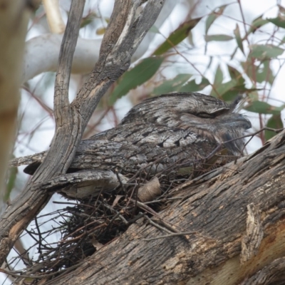 Podargus strigoides (Tawny Frogmouth) at Yarrow, NSW - 12 Sep 2020 by rawshorty